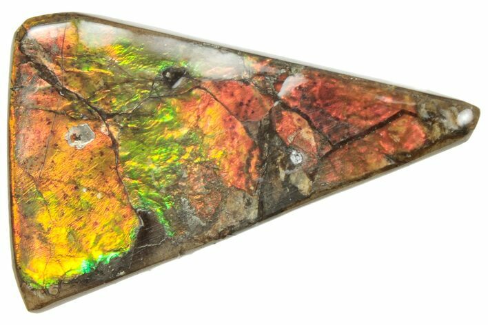 Iridescent Ammolite (Fossil Ammonite Shell) - Alberta #357413